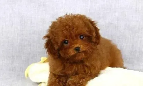 贵宾犬|哪些疾病总是会围绕着贵宾犬