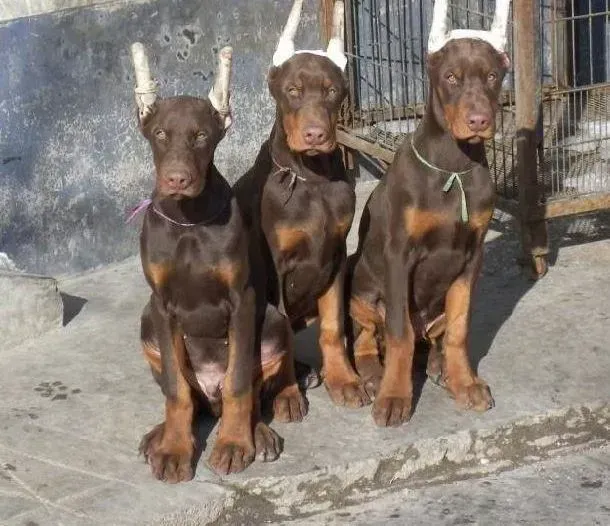 杜宾犬|求帮忙 杜宾犬打针后腿瘸了怎么办