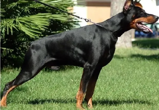 杜宾犬|怎样帮助杜宾犬拒绝寄生虫的侵害