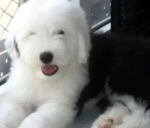 古代牧羊犬|古代牧羊犬老伸舌头是什么情况