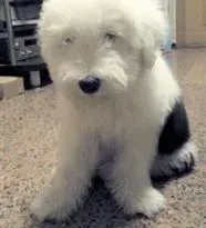 古代牧羊犬|我家古代牧羊犬要生宝宝了，我需要准备些什么呢