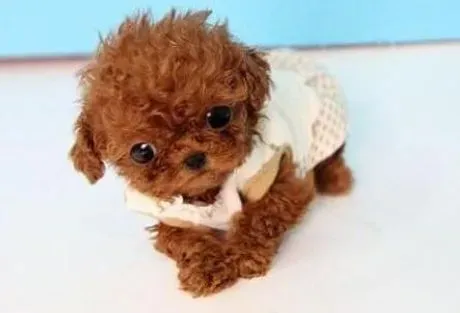 泰迪犬|泰迪犬的饲养有哪些需要注意的地方