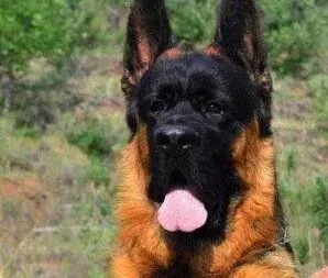 德国牧羊犬|德国牧羊犬不吃狗粮有点挑食如何纠正过来