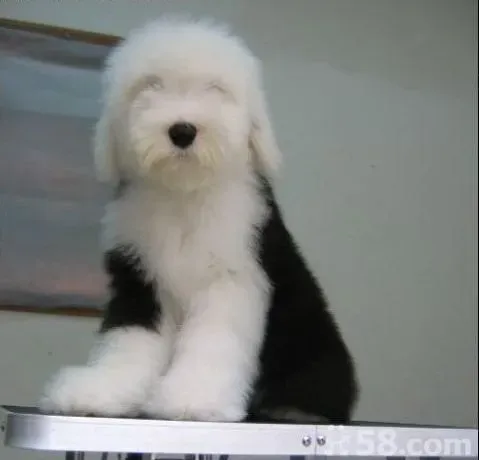 古代牧羊犬|给古代牧羊犬美容的重要步骤有哪些