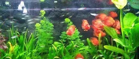家庭鱼缸养鱼的方法 预防污染七不要 | 鱼