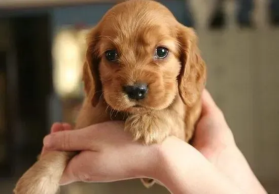 可卡犬|狗狗起名新思路：怎么给可卡犬取一个好听的名字