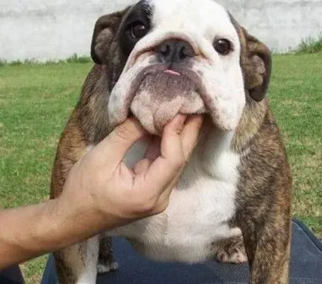 英国斗牛犬|斗牛犬身上有很多的皮屑 有什么好的治疗方法
