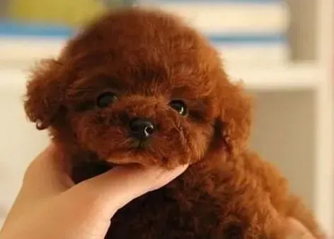 泰迪犬|老年泰迪犬的日常护理工作分为哪几个方面