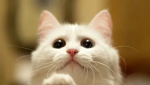猫咪鼻子不通气 注意猫鼻支的传播途径及预防 | 鼻子