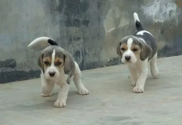 比格犬|小心家中空调会伤及到比格犬的身体