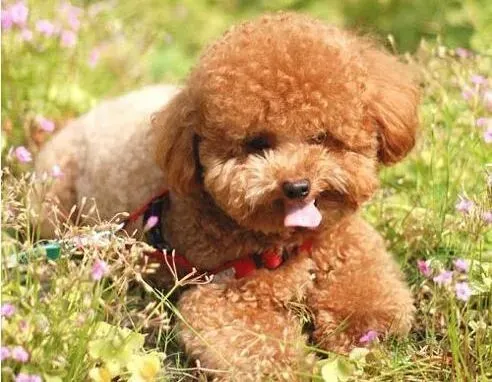 泰迪犬|迎接新泰迪犬的准备和做法（后篇）