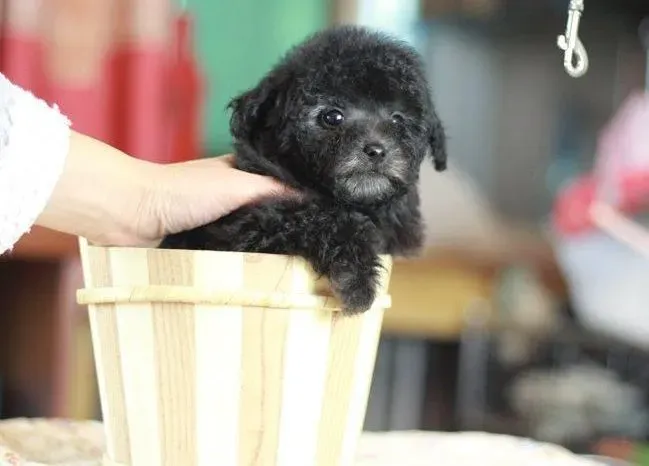 茶杯犬|茶杯犬食欲不振，如何解决这个问题