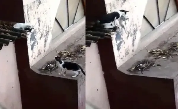 小猫失足坠落猫妈心切救援 过程超艰辛令人动容