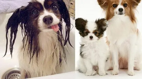 蝴蝶犬|蝴蝶犬洗澡家长切记的几件事