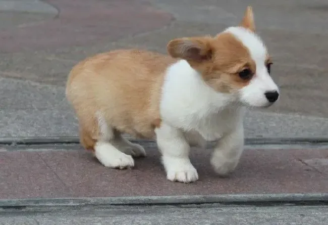 柯基犬|自己在家怎么给柯基犬洗澡