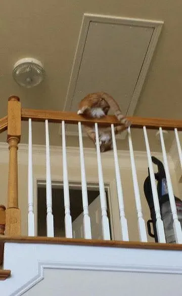 用一张照片形容你的猫 会是哪张代表照呢? | 猫