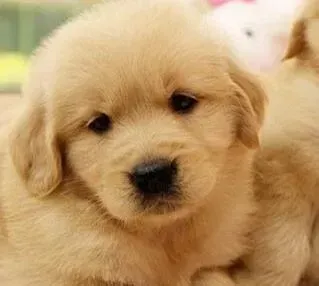 金毛|金毛犬一直打喷嚏没有其他症状是生病了吗