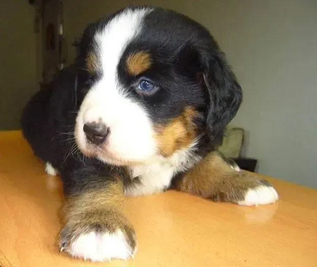 伯恩山犬|饲养伯恩山犬一定要警惕的错误方法