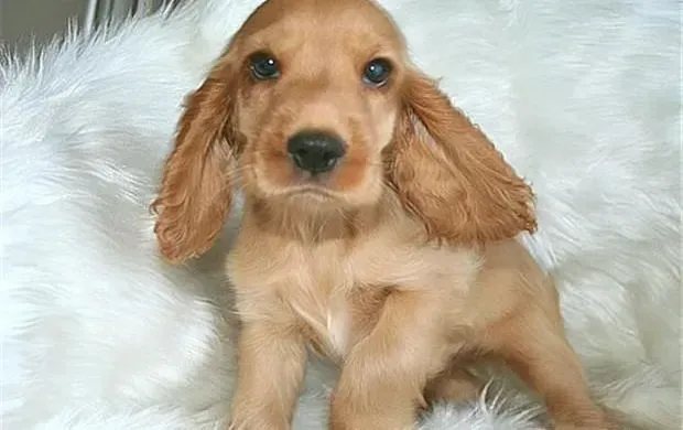 可卡犬|我家可卡犬眼睛周围起红点是什么