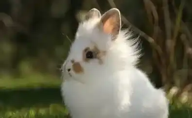 如何养好兔子 饲养兔子之十不喂食物 | 兔子