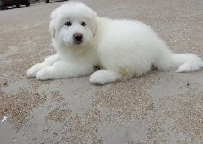 大白熊犬|大白熊犬越来越瘦，不吃饭这是挑食还是怎么了