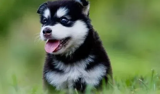 哈士奇|成年犬饲养守则 喂养成年的哈士奇要注意的事情