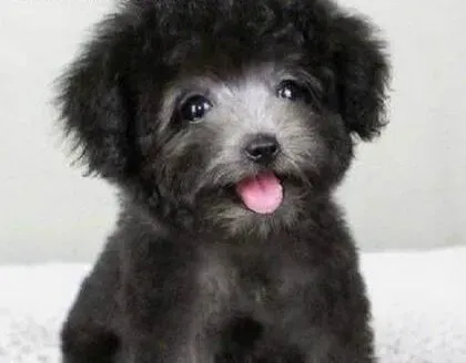 泰迪犬|泰迪犬发烧的解决方法