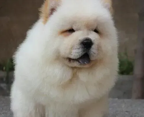 松狮犬|松狮犬吐白黄色泡沫是怎么了