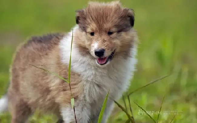 苏格兰牧羊犬|苏格兰牧羊犬通有的一种病——恐车症