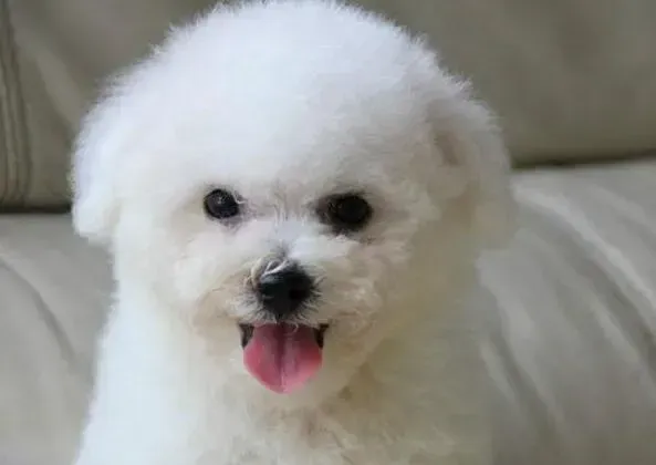比熊犬|比熊犬最近有点干咳，没精神要怎么办才好
