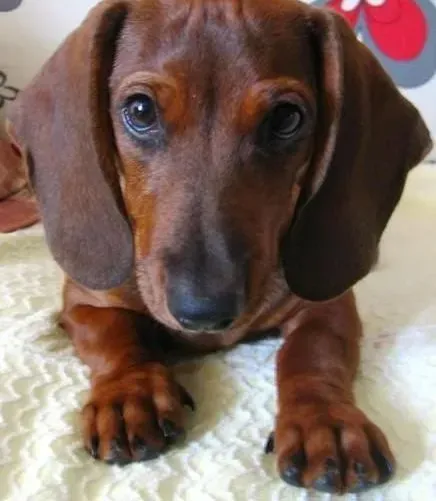 腊肠犬|家中哪些植物会对腊肠犬身体有致命的伤害