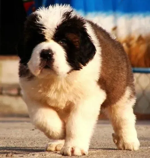 圣伯纳犬|对刚到家的圣伯纳犬应该禁止做哪些事