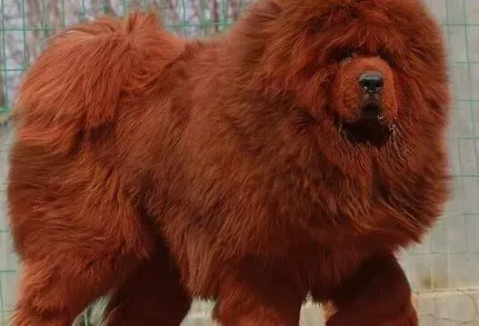 藏獒|藏獒突然口吐白沫是怎么了，病了吗
