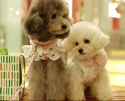 贵宾犬|好狗粮促生长 判断贵宾犬狗粮好坏的方法