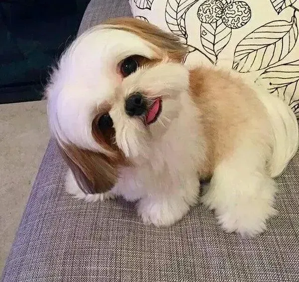 西施犬|西高地最近不便便应如何缓解这种情况