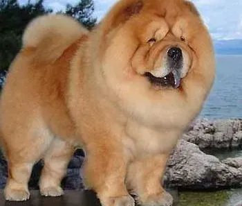松狮犬|改变饮食结构 补充松狮犬所需的营养元素