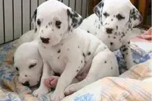 斑点狗|斑点狗犬瘟热治好后为什么还不吃东西