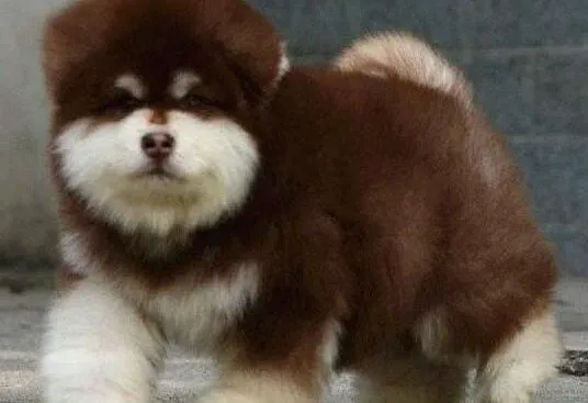 阿拉斯加犬|怎样呵护才出生的阿拉斯加雪橇犬