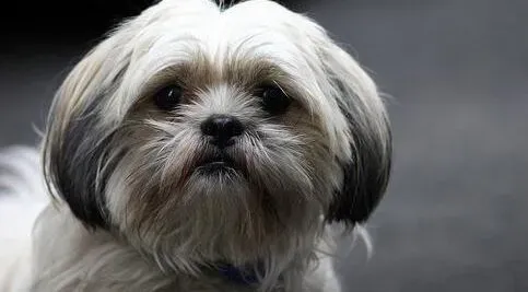 西施犬|西施犬眼睛疾病和心脏疾病的症状