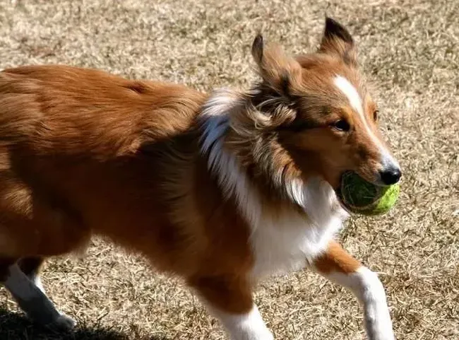喜乐蒂|怎样让你的喜乐蒂犬不再惧怕陌生人