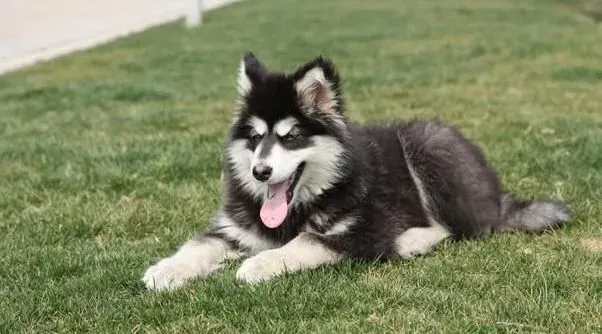 阿拉斯加犬|选择哪些营养品给阿拉斯加雪橇犬补身体最好