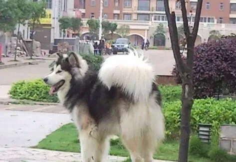 阿拉斯加雪橇犬战斗力 阿拉斯加是大型犬 | 阿拉斯加雪橇犬