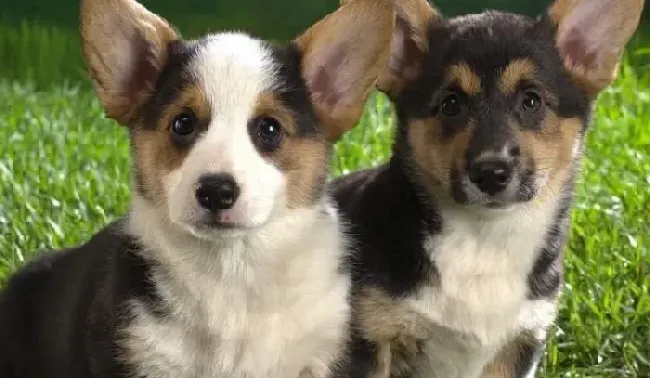柯基犬|喂柯基犬喝牛奶有哪些常识性建议
