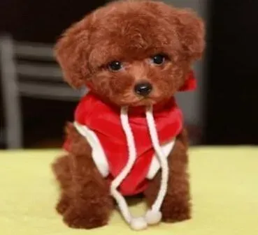 泰迪犬|新手养狗样样通 饲养泰迪犬要注意哪些事情