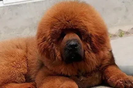 藏獒|藏獒最近尿很黄是上火还是怎么了