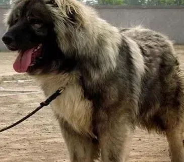 高加索犬|应对饮食怪癖有绝招 高加索犬的异食癖怎样纠正