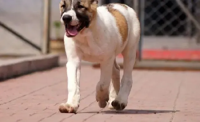 中亚牧羊犬|这几天中亚牧羊犬发烧如何给它降温