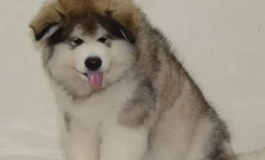 阿拉斯加犬|夏季给阿拉斯加犬降温的6大秘诀