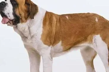 圣伯纳犬|美丽变形记 瞬间让圣伯纳犬的外形美丽动人