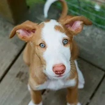 伊比赞猎犬的养护常识 做好驱虫疫苗工作 | 伊比赞猎犬